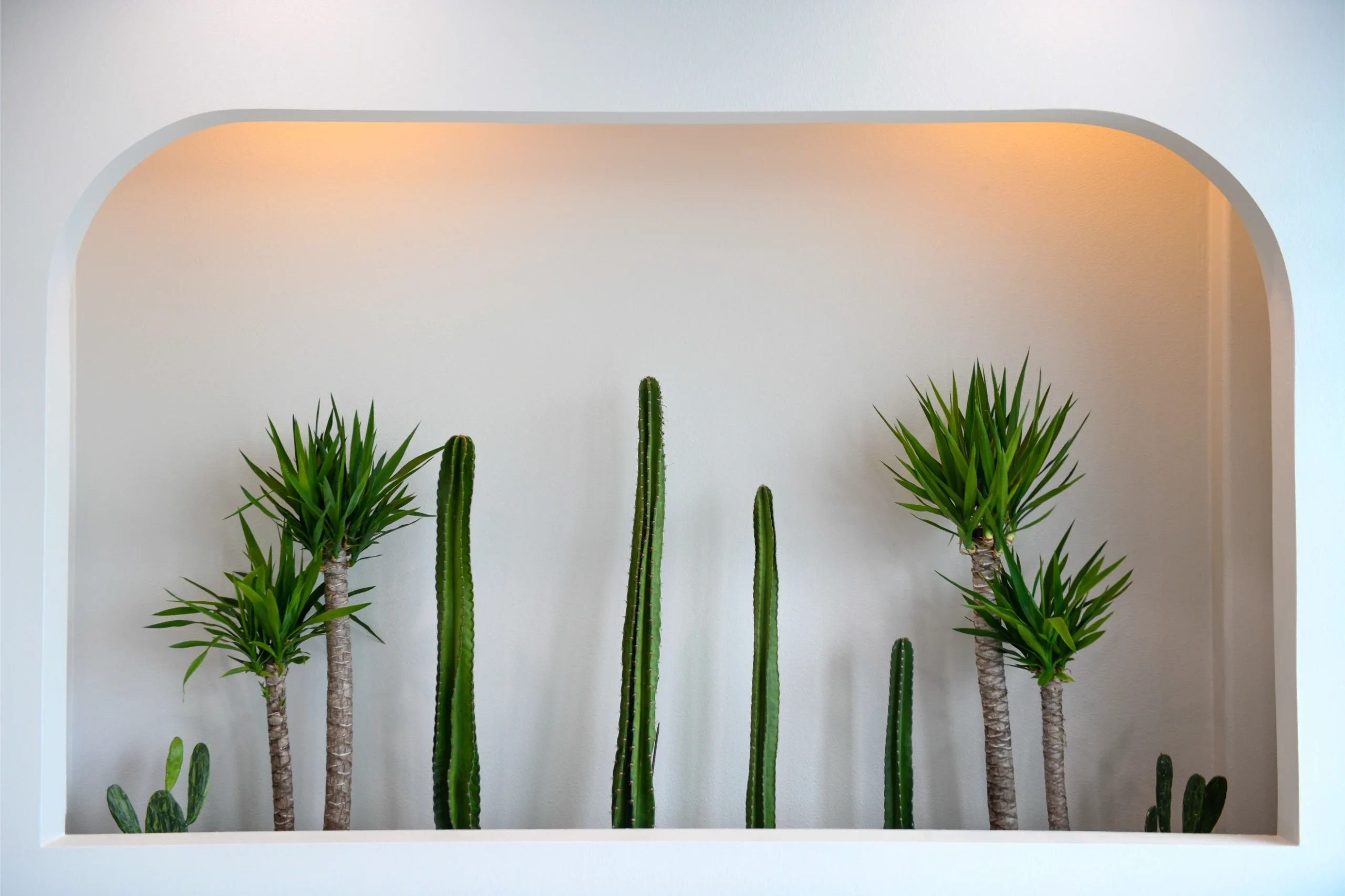 Cactus wall Somto Iro